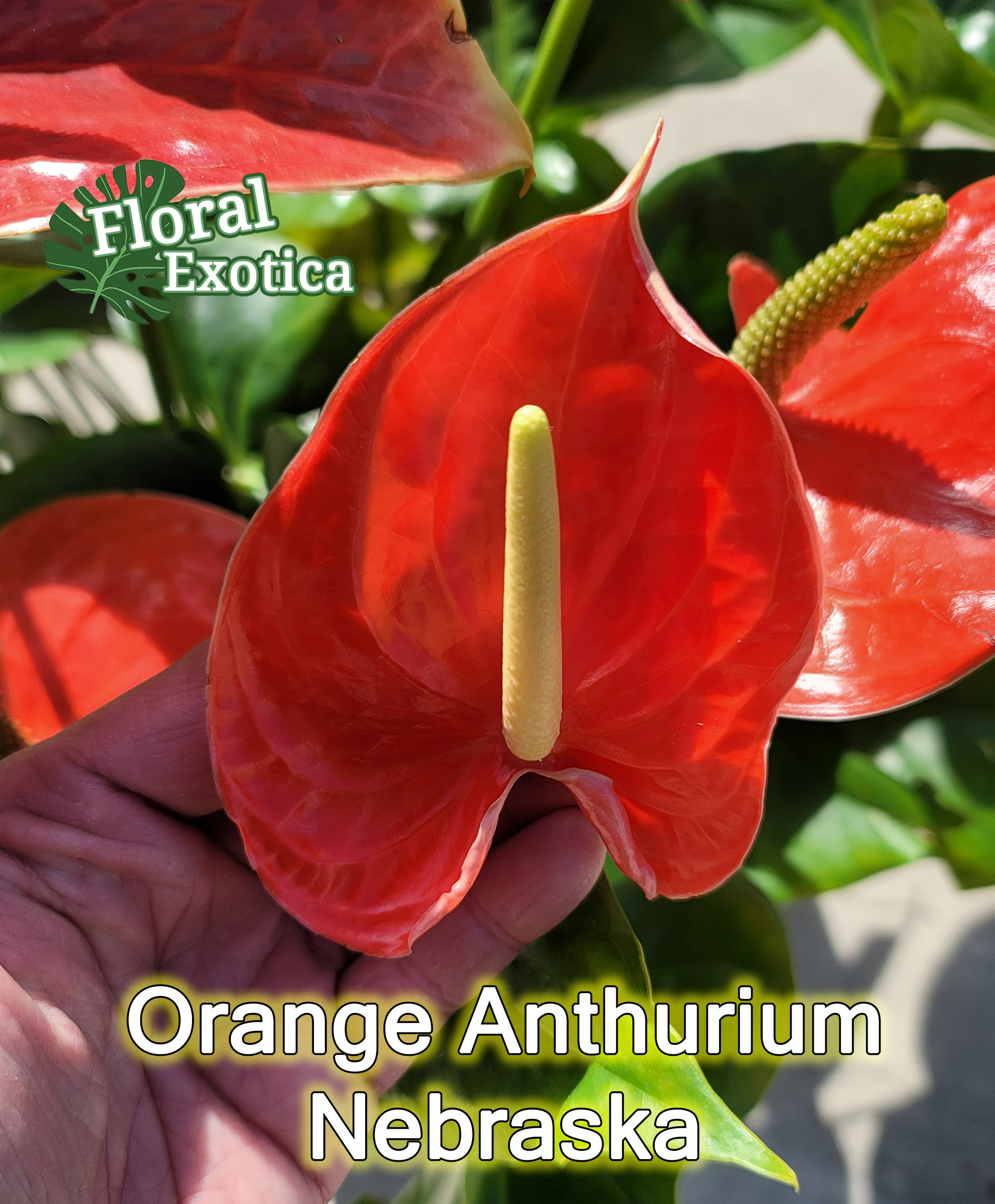 Orange Anthurium Nebraska Plant Potted Blooming Anthurium - Etsy