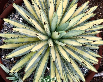 Agave Macroacantha Mediopicta - Stunning Mediopicta Variegation - Collector Agave -  Free US Shipping