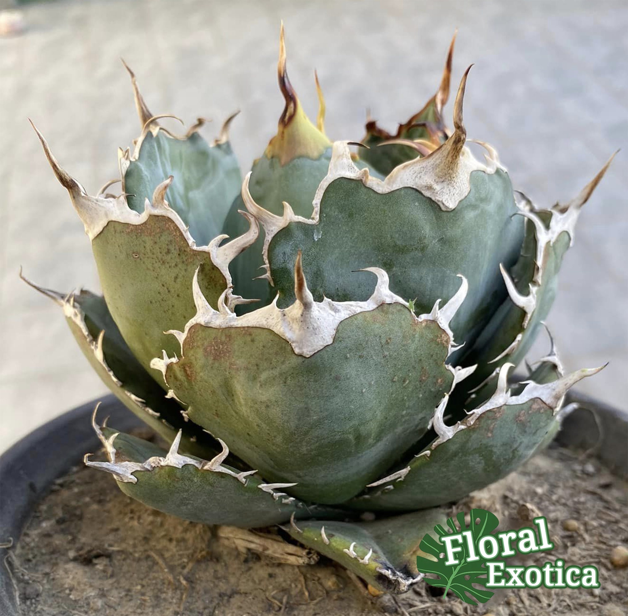Agave Titanota 'golden Whale' - アガベ チタノタ 金鯨 - 金鯨嚴龍