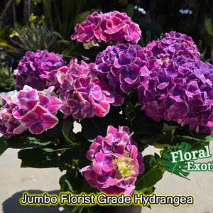 Premium Grade Florist Hydrangea - Starter Plant - Fast Shipping - US Shipping