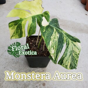 May include: A potted Monstera Aurea plant with large, variegated leaves in shades of green, yellow, and white. The plant is in a square black pot. The text "Floral Exotica" and "Monstera Aurea" are visible.