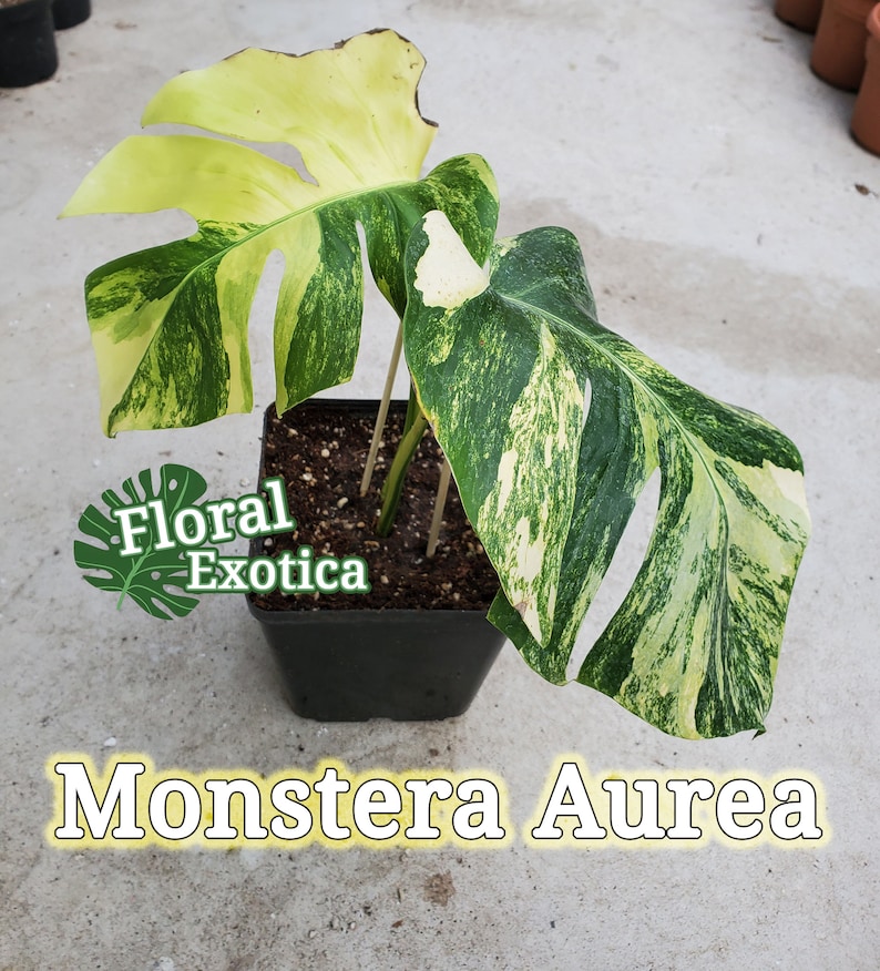 May include: A potted Monstera Aurea plant with large, variegated leaves in shades of green, yellow, and white. The plant is in a square black pot. The text "Floral Exotica" and "Monstera Aurea" are visible.