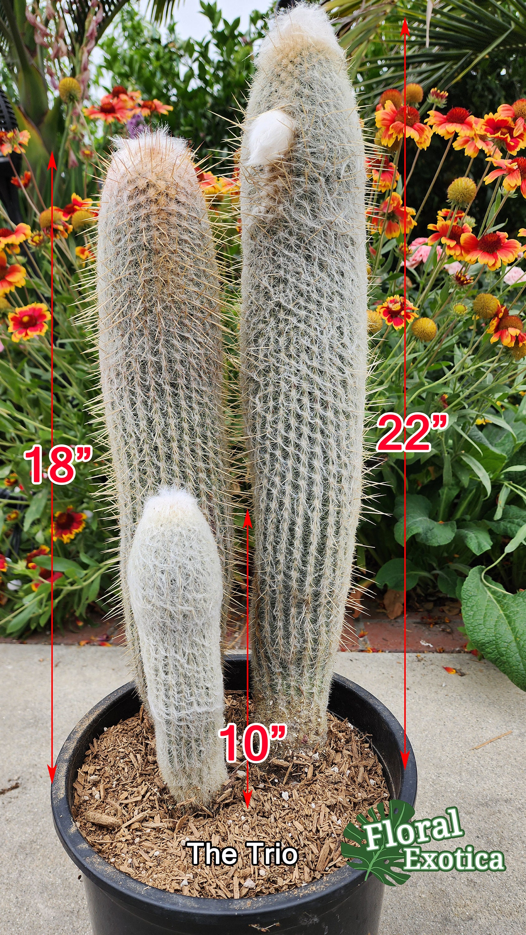 Old Man Cactus - Espostoa Lanata - Columnar Cactus - Collector Grade -  Etsy.de