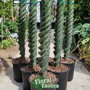 Extremely Rare!! - Forbessi &#39;Super Spiralis&#39; - Rare Collector Grade True Spiral Cactus - Stunningly Beautiful