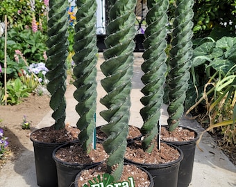 Extremely Rare!! - Forbessi 'Super Spiralis' - Rare Collector Grade True Spiral Cactus - Stunningly Beautiful