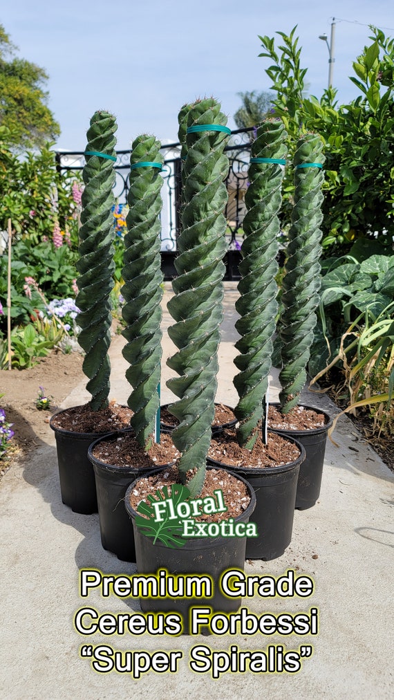 Super Spiralis Cactus: Collector Grade Cereus Forbessi for Garden