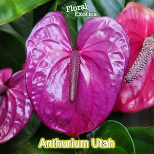 Premium Purple Anthurium - Utah Purple - 6&quot; Pot - Florist Quality - Large Purple Blooms - FREE Shipping