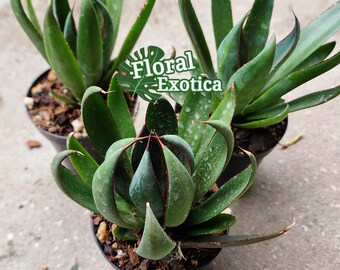 Mangave Praying Hands - マンガベの祈りの手 - 希少植物 - Ultra Rare