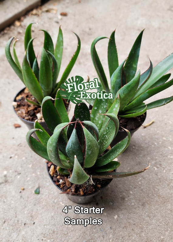 Mangave Praying Hands - マンガベの祈りの手 - 希少植物 - Ultra Rare