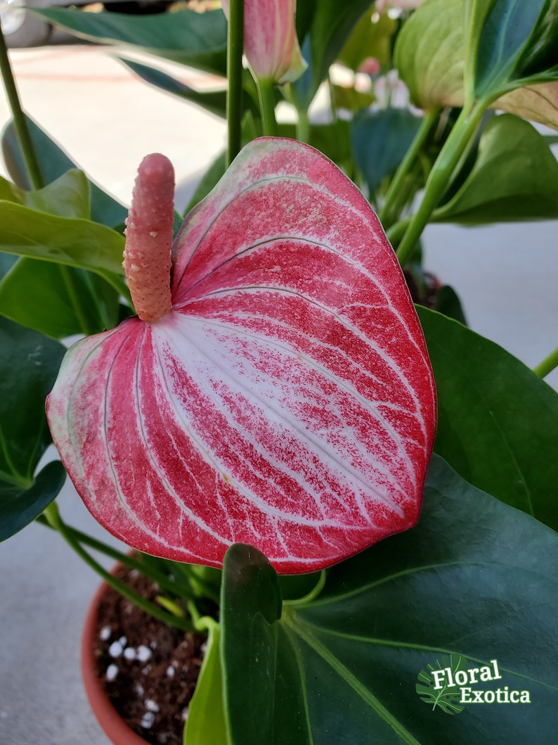 Anthurium Livium - Thumbnail 2