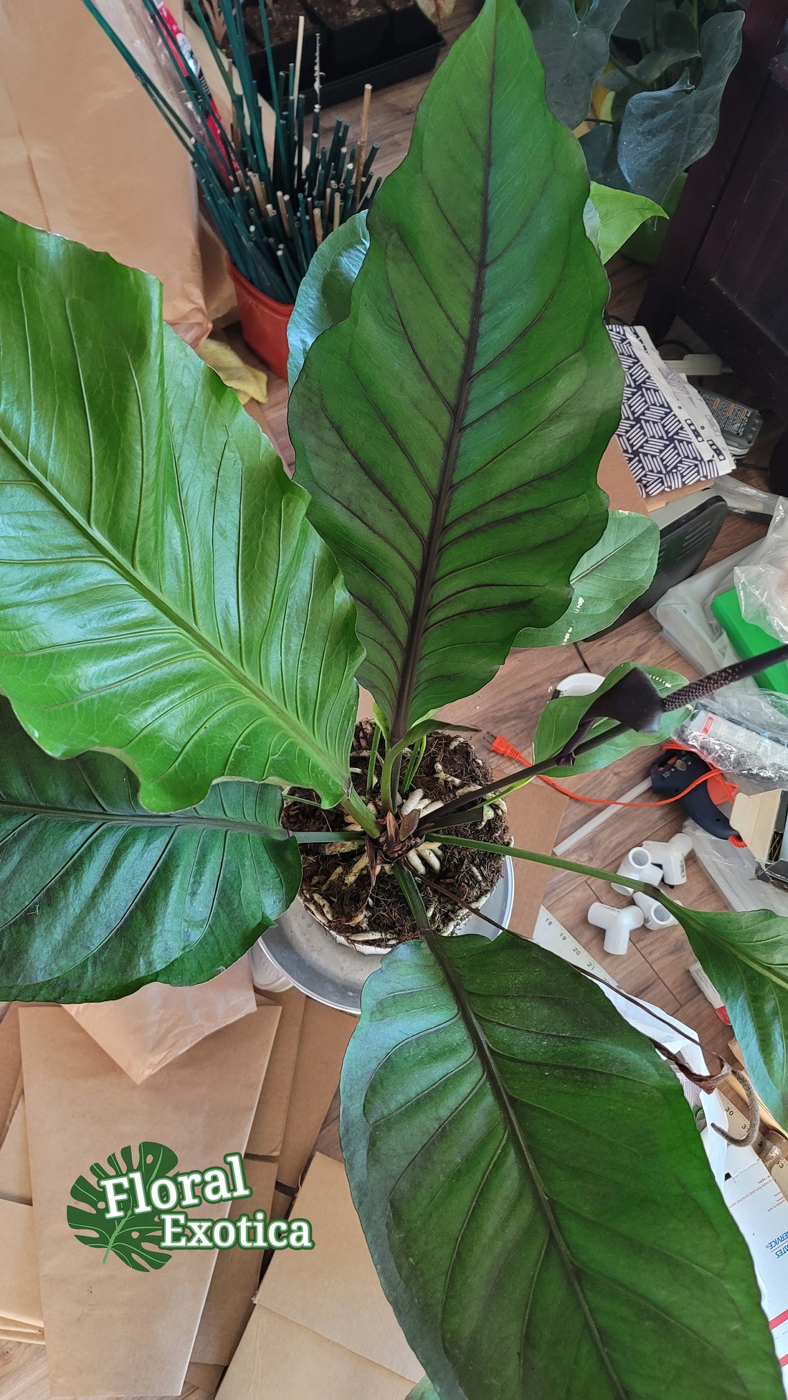 Anthurium Water Dragon RARE Extra Large and in Bloom Etsy