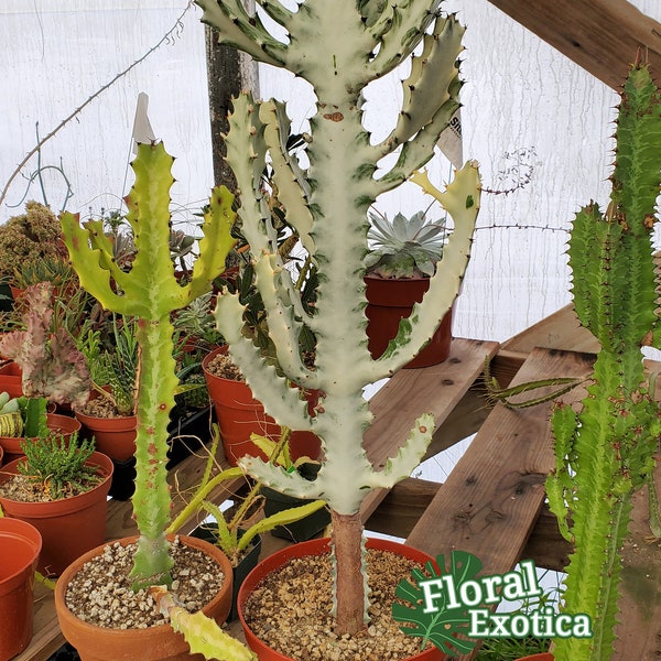 Euphorbia Lactea White Ghost - Ornamental Euphorbia Candelabra - Slow Glowing - Minty Green - Splash - White - Triton Fork