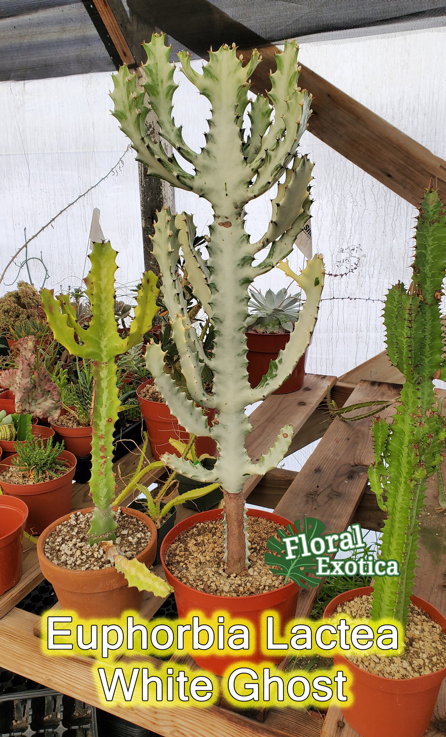 Euphorbia Lactea White Ghost Ornamental Euphorbia Candelabra Etsy