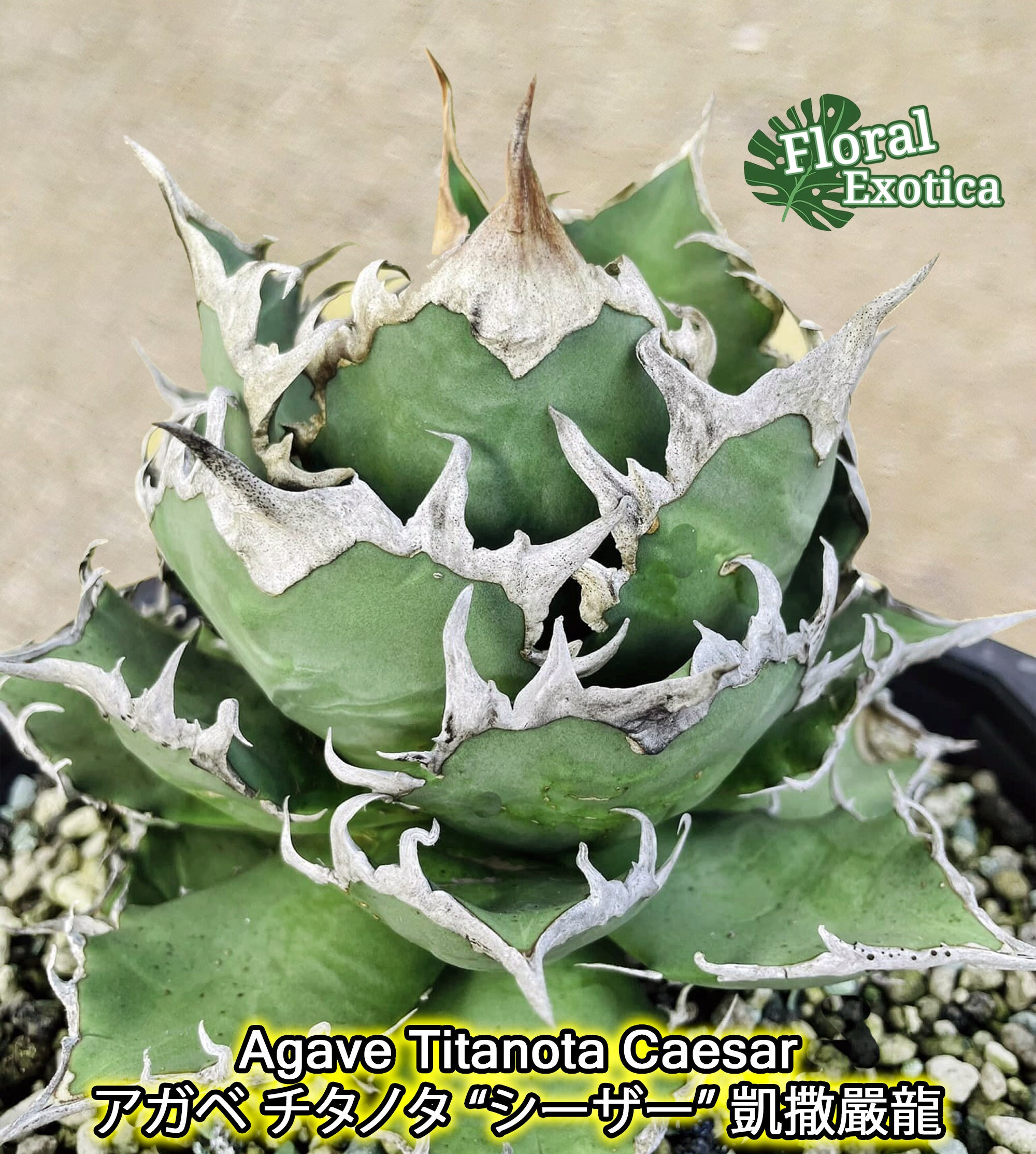 Agave Titanota 'caesar' - アガベ チタノタ “シーザー” - 凱撒 Agave Titanota 'caesar' - アガベ チタノタ “シーザー” - 凱撒