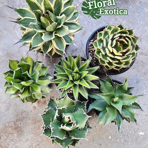 Our Best Bundled Agave Starter Packages - アガベパッケージ - 龍舌蘭専門店 - Specialty Agave Shop - US Stock - 植物検疫証明書付きで出荷
