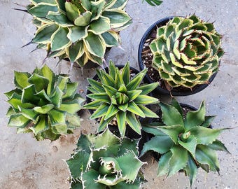 Agave Parryi Truncata 'orizaba' - アガベ パリー トランカタ