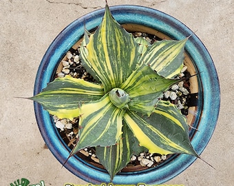 Agave Parrasana Streak Variegated - アガベ パラサナ錦 - 賴光錦 - 龍舌蘭専門店 - Specialty Agave Shop - US Stock Shipping Internationally