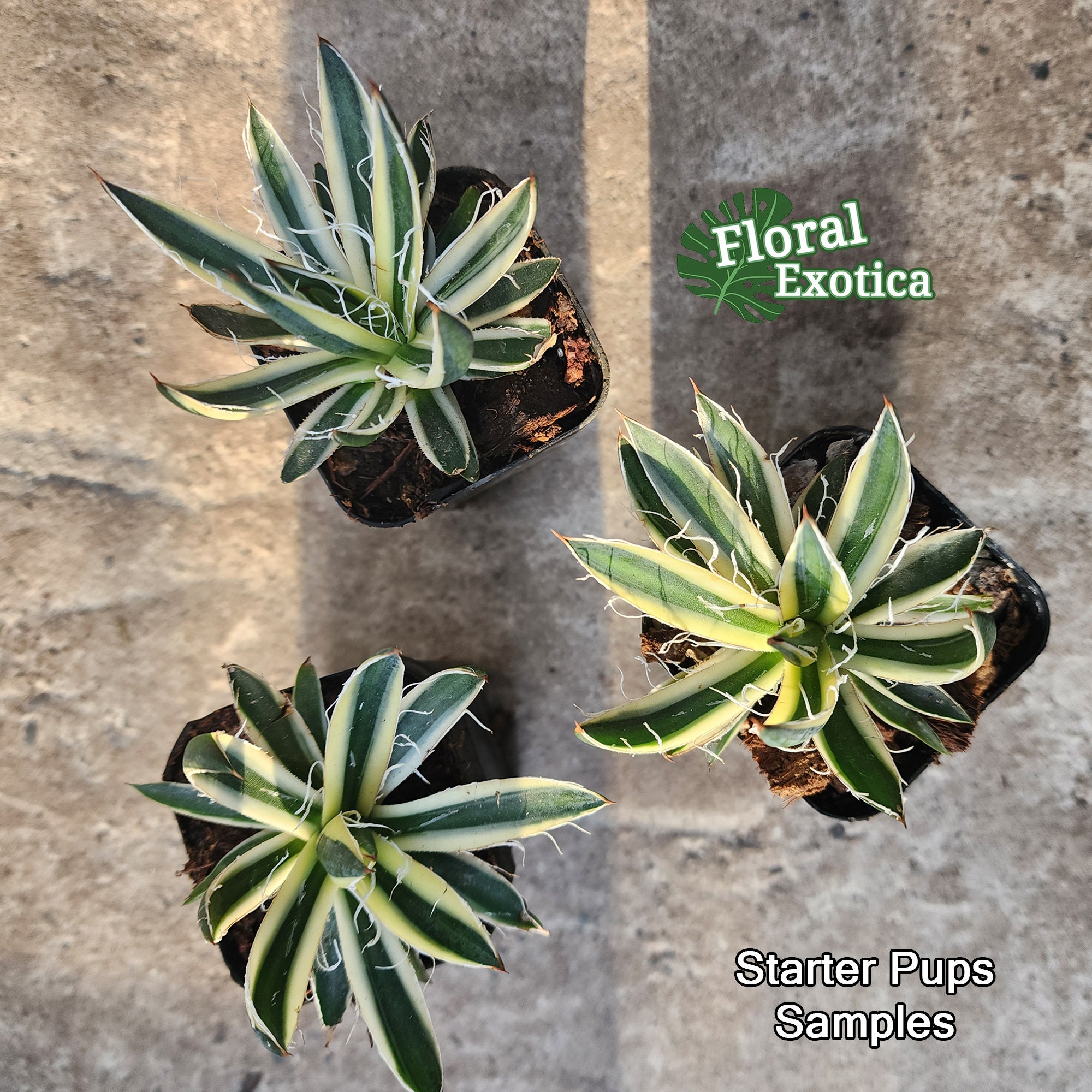 Agave Filifera Schidigera 'shira Ito No Ohi' - アガベ シジゲラ