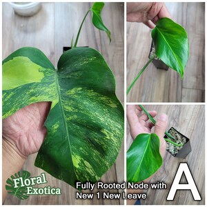 High Variegation Monstera Aurea (Borsigiana x Deliciosa) - Golden Variegation - Select fropm Current Stock / Custom Special Order Fully Rooted Node A
