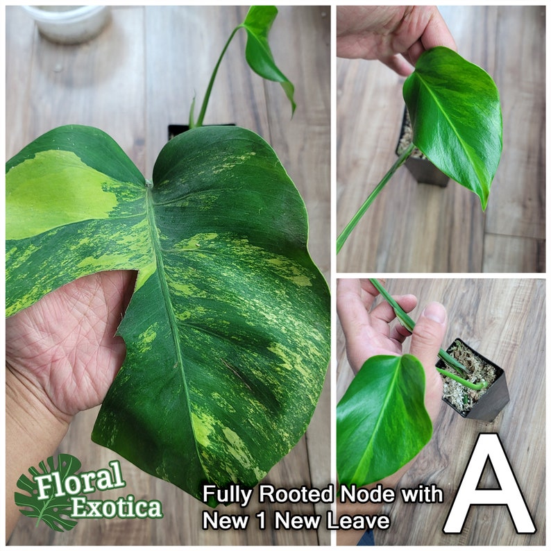 High Variegation Monstera Aurea (Borsigiana x Deliciosa) - Golden Variegation - Select fropm Current Stock / Custom Special Order Fully Rooted Node A