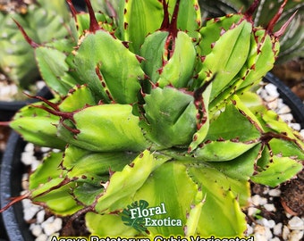 Agave Potatorum Cubic Variegated アガベ ポタトラム キュービック ...