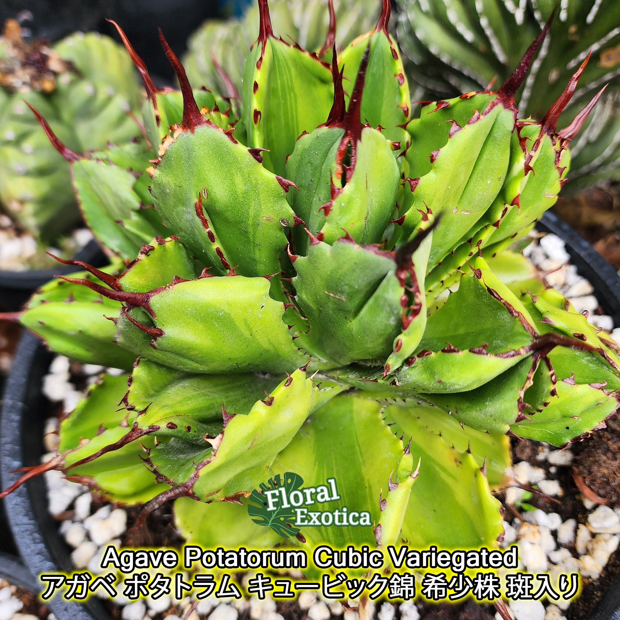 Agave Potatorum Cubic Variegated - アガベ ポタトラム Agave Potatorum Cubic Variegated - アガベ ポタトラム