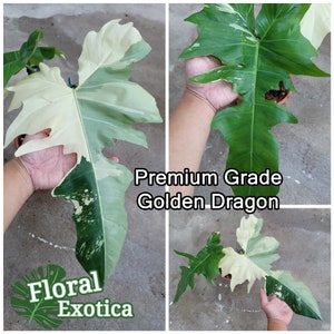Premium Quality Variegated Golden Dragon Philodendron - Ultra RARE Collector Plant - Free Express Shipping - Special Order Services