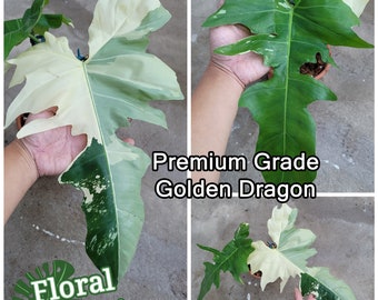 Premium Quality Variegated Golden Dragon Philodendron - Ultra RARE Collector Plant - Free Express Shipping - Special Order Services