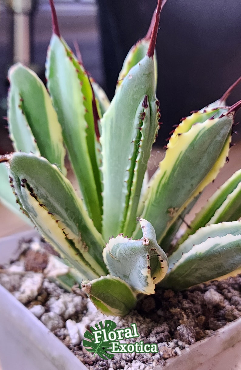 Agave Potatorum Cubic Alba Variegated アガベ ポタトラム キュービック錦 希少株 斑入り 希少植物 Rare 龍舌蘭専門店 Specialty Agave Shop US Stock 植物検疫証明書付きで出荷 Bild 2