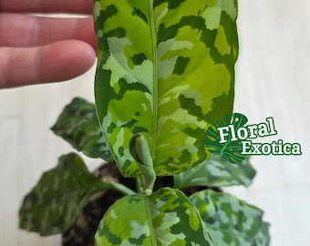 Aglaonema Pictum Tricolor Starter Plant (ALL STARTER PLANTS