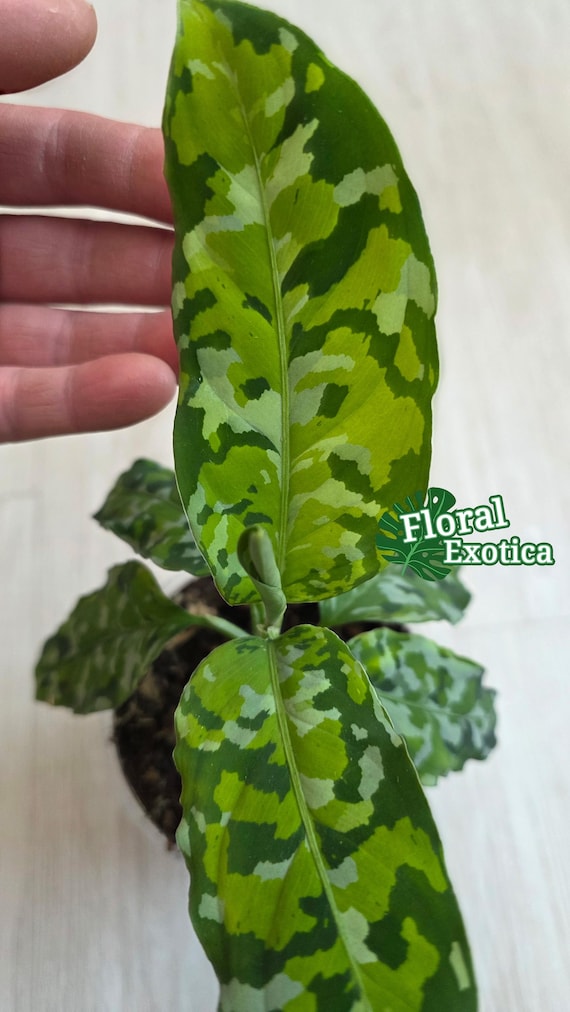 【Weed】Aglaonema pictum Aglaonema Pictum Bicolor | Houseplant | Always Affordable at Plant