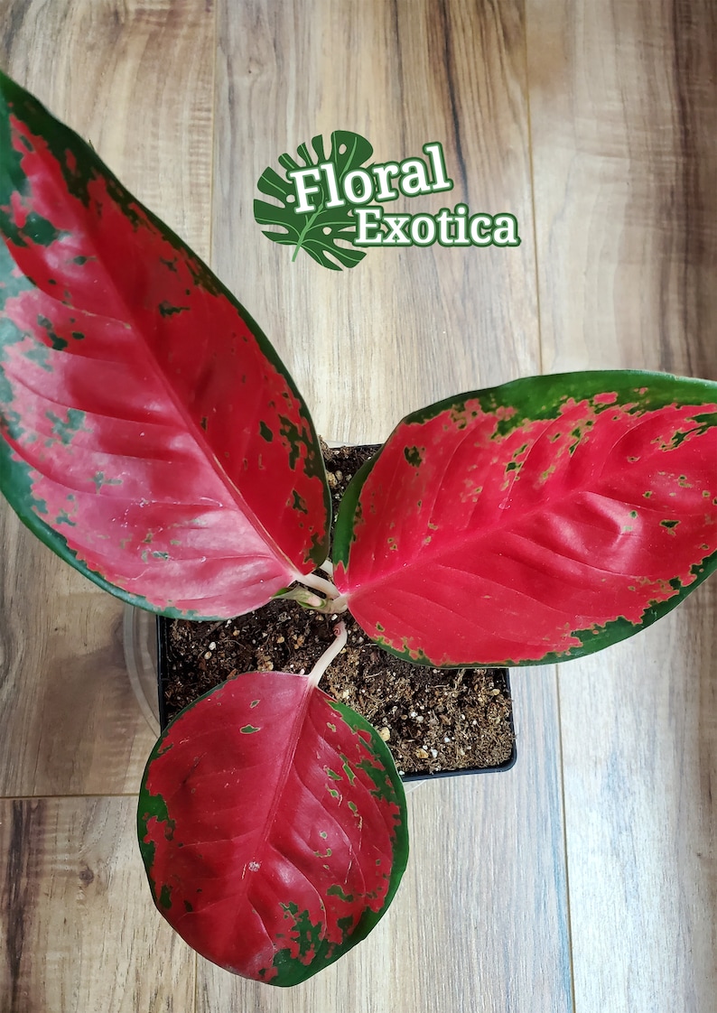 Specialty Aglaonema Ultra Red Suksom Jaipong 5 pot Etsy Specialty Aglaonema Ultra Red Suksom Jaipong 5 pot Etsy