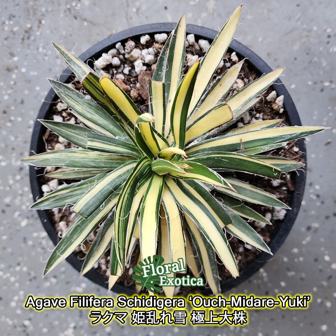 アガベ 姫乱れ雪錦大株