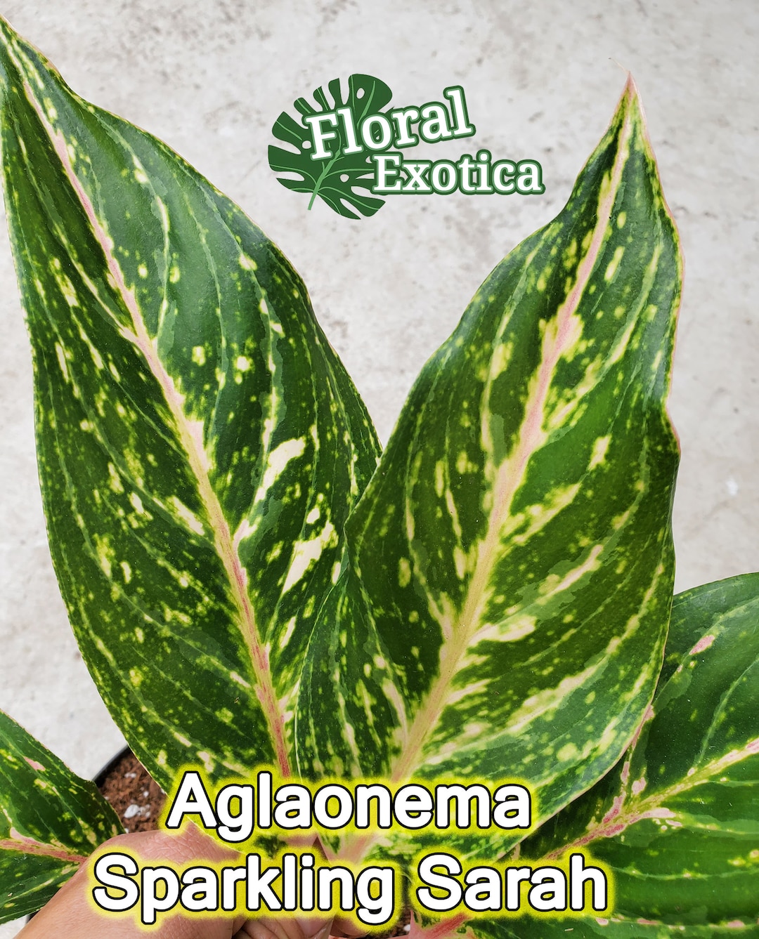 Sparkling Sarah Aglaonema  Pink Aglaonema - Etsy