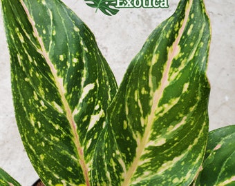 Sparkling Sarah Aglaonema – Pink Aglaonema