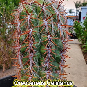 Oreocereus Celsianus- Old Man of the Andes Cactus - RARE Xtra Large Specimen - Orange Spines - White Hair