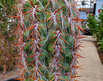 Oreocereus Celsianus- Old Man of the Andes Cactus - RARE Xtra Large Specimen - Orange Spines - White Hair