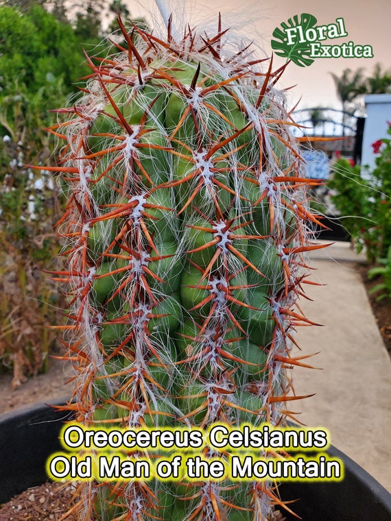 cactus - succulent - plant Oreocereus celsianus