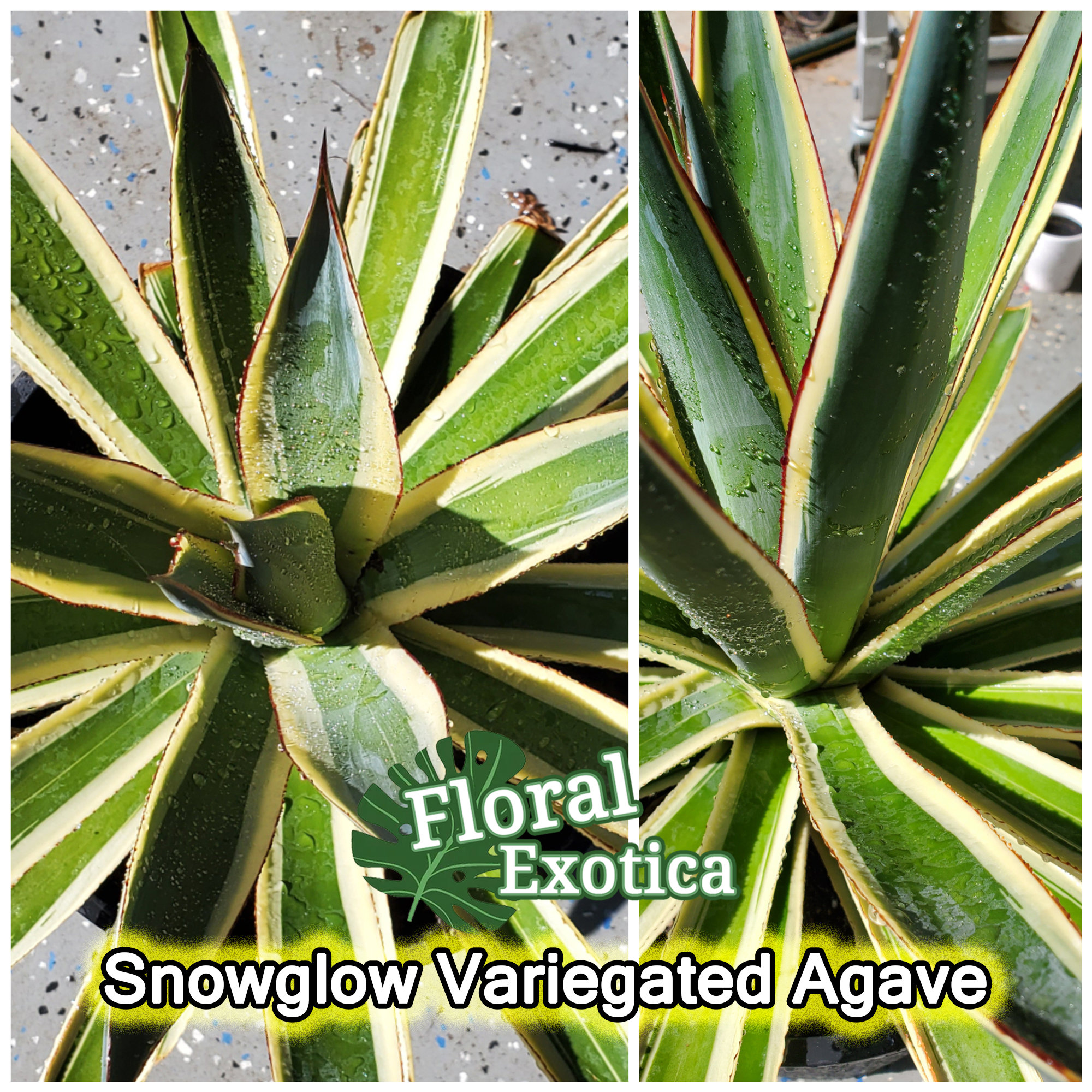Snowglow Agave - アガベブルーグロー斑入り - 藍光白覆輪
