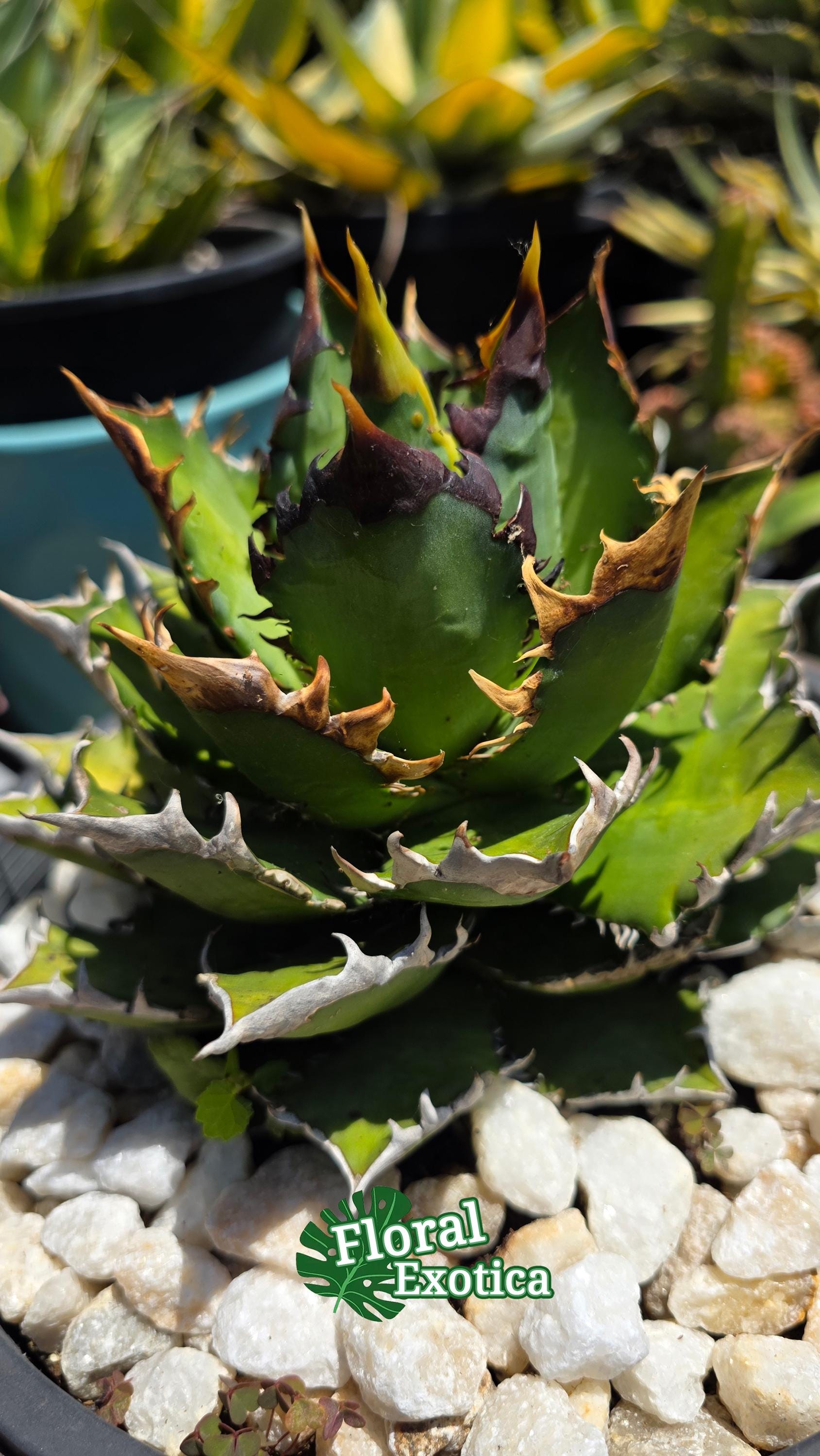 Agave Titanota 'red Catweazle' - Exact Specimen - US Shipping - Etsy