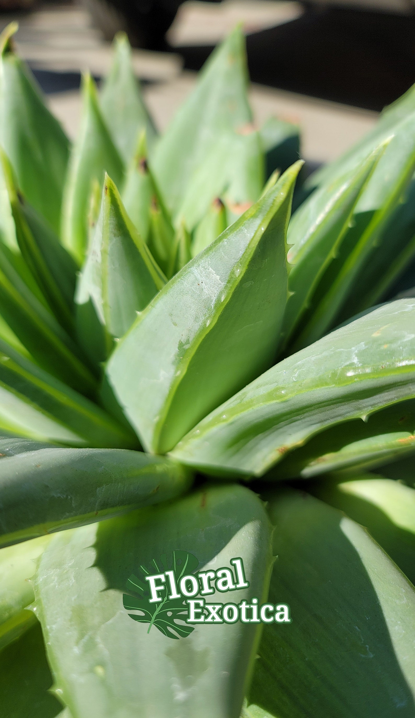 Aloe Polyphylla Live Plant Not Seeds Clockwise or Etsy