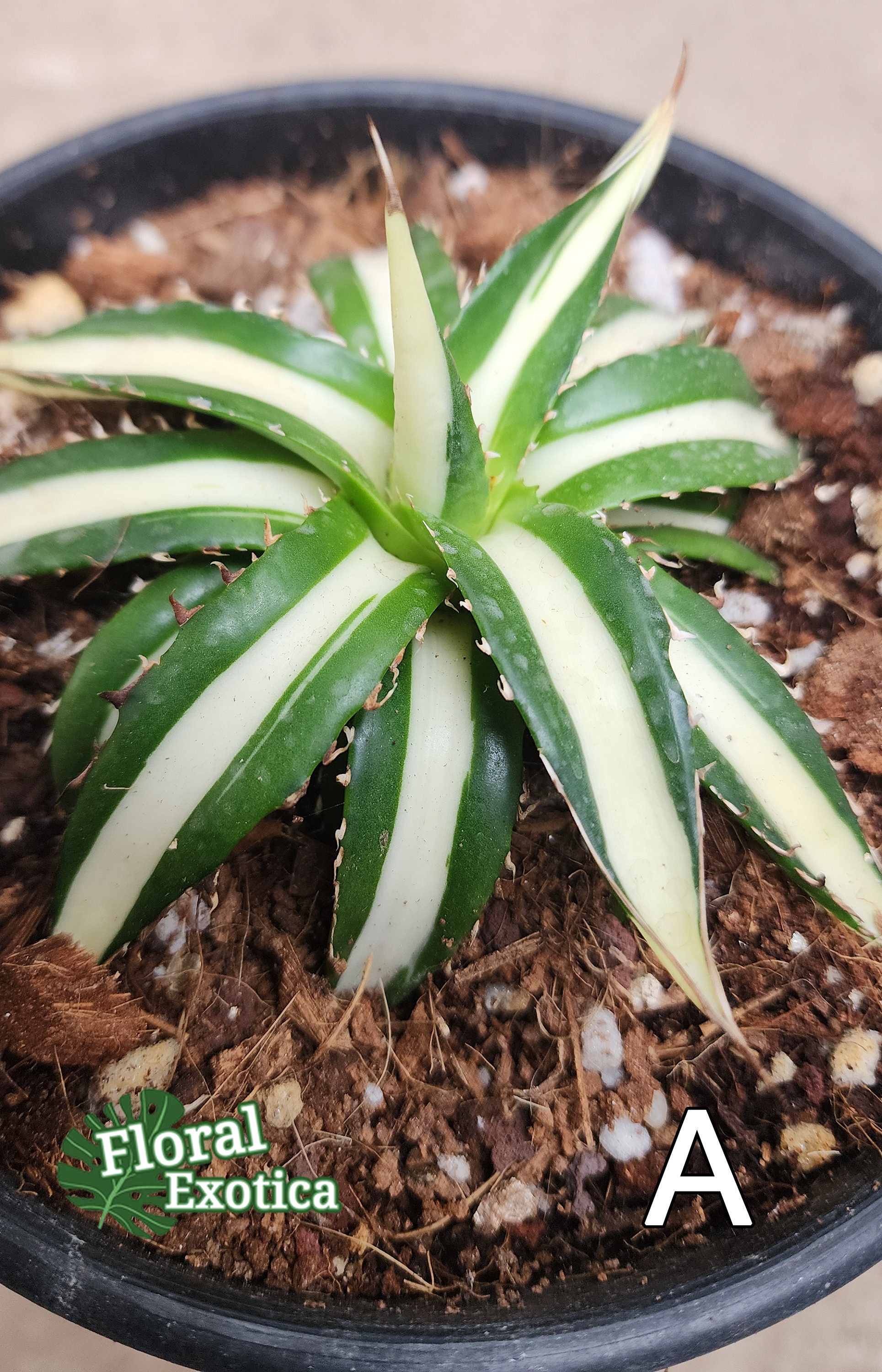 Agave Horrida Mediopicta Alba - アガベホリダメディオピクタ Agave Horrida Mediopicta Alba - アガベホリダメディオピクタ