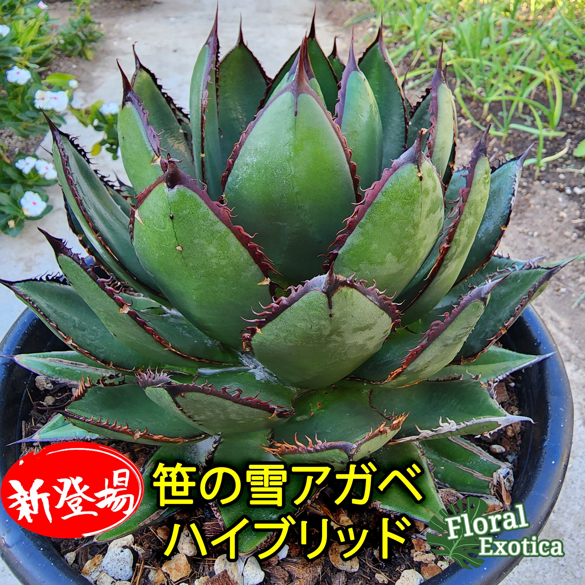 アガベ - Etsy