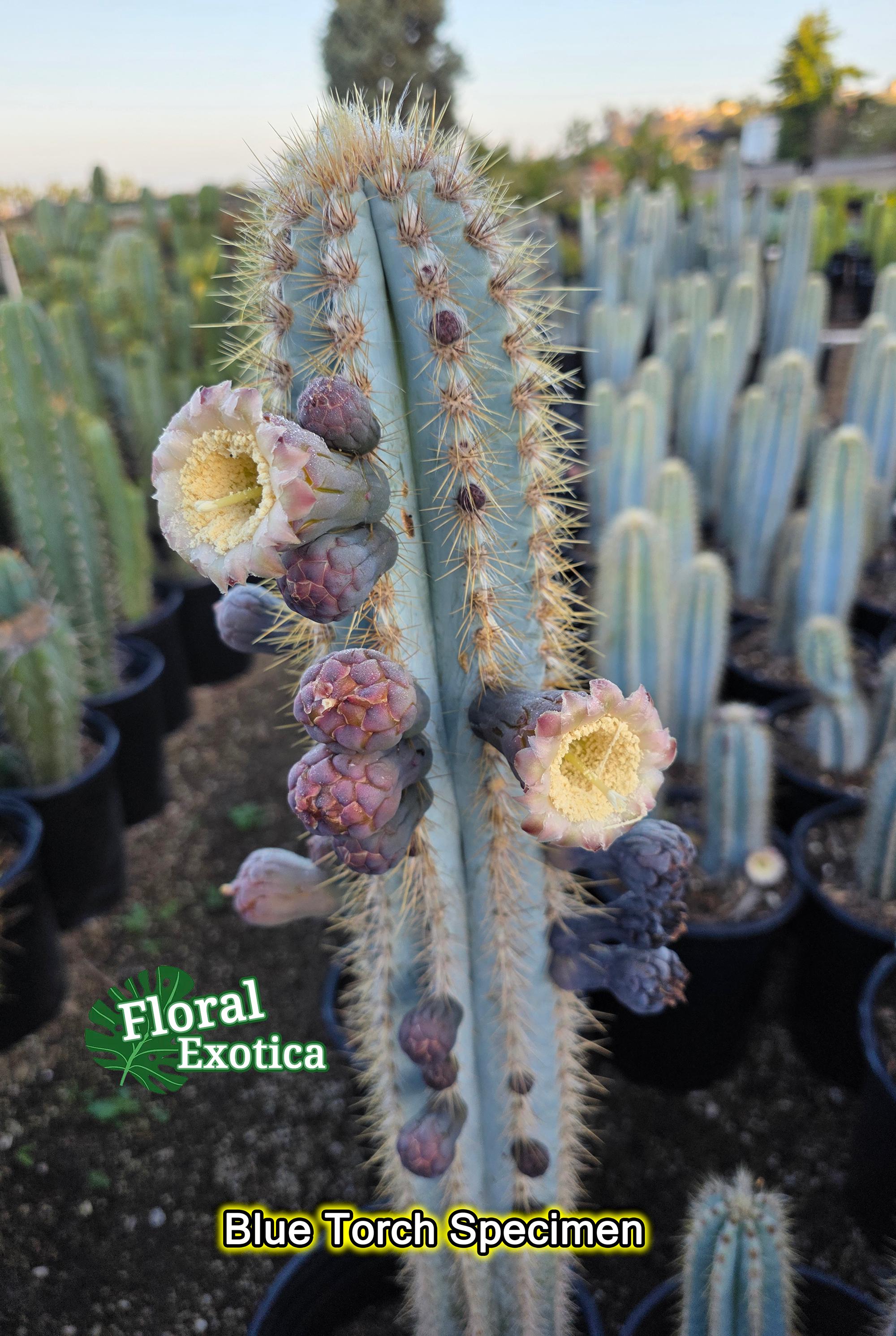 FloraExotica - Etsy 日本