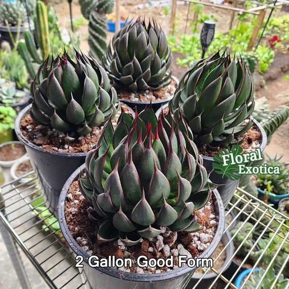 マンガべ ナイトオウル レア種 mangave night owl 【公式通販】