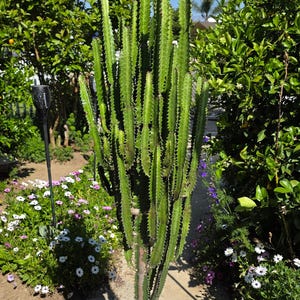 Großes Euphorbia Trigona Exemplar - WYSIWYG - Kostenloser US Versand