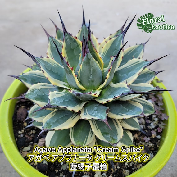 アガベ クリームスパイク メリコ錦 2198 アガベ クリームスパイク