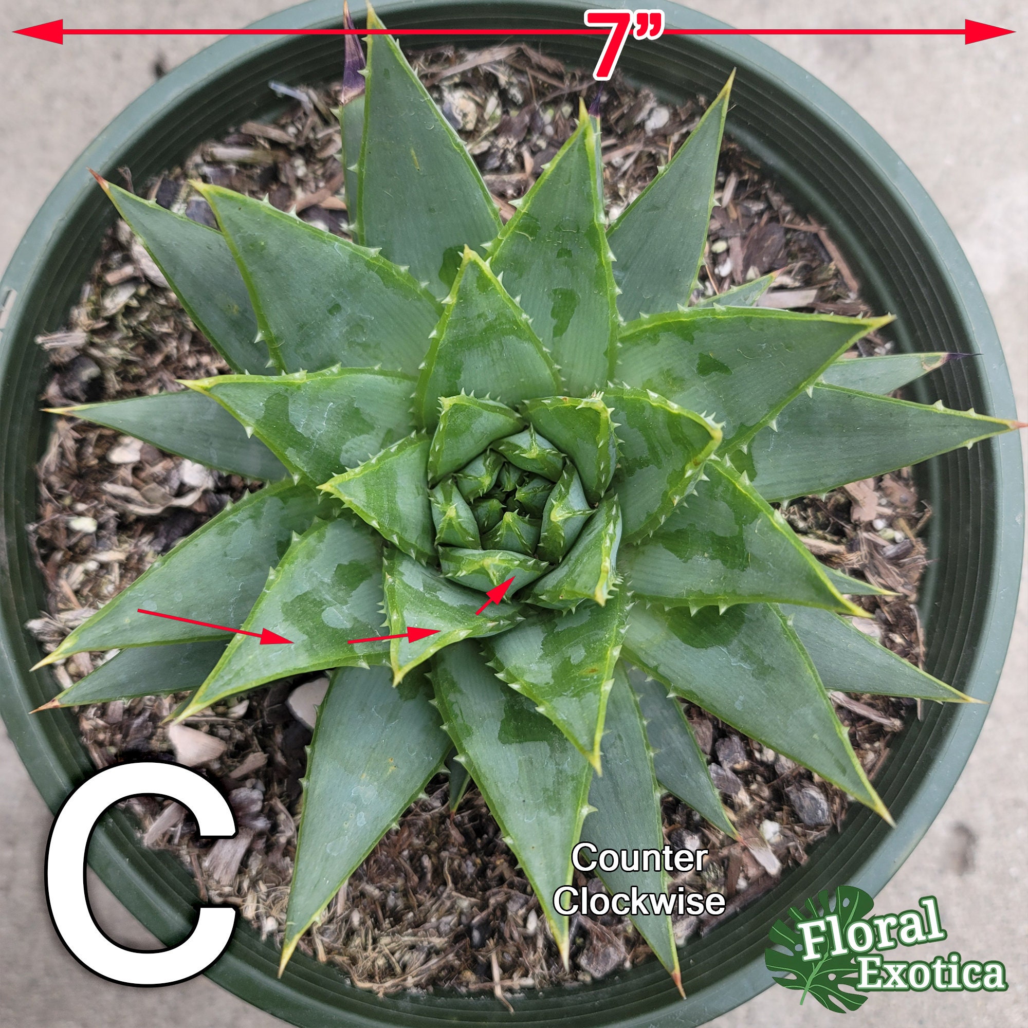 Aloe Polyphylla Live Plant Not Seeds Clockwise or Etsy