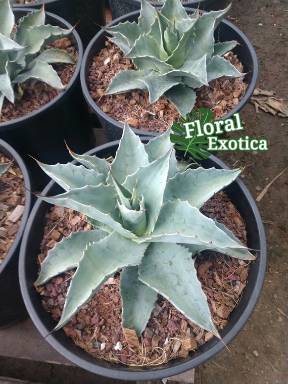 Agave Ovatifolia 'vanize' - Whale's Tongue Agave - Collector Plant