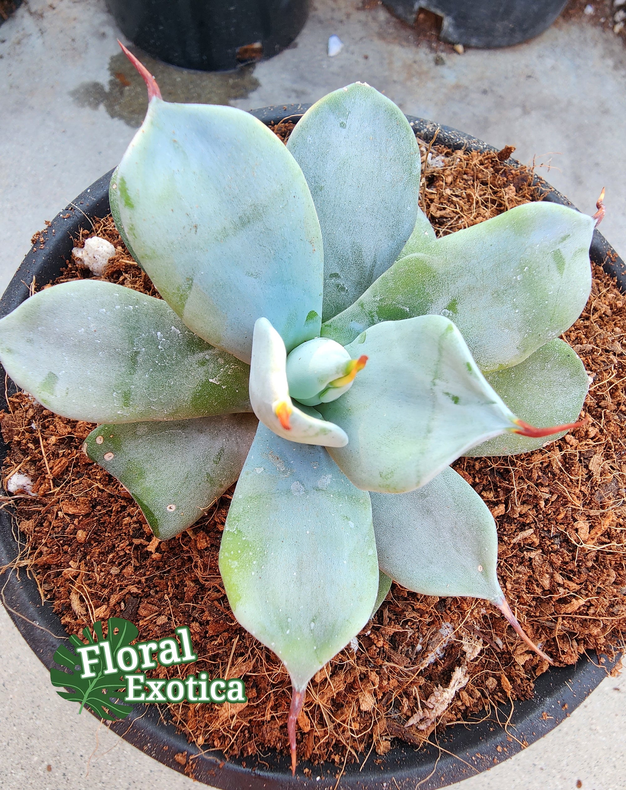 Agave Isthmensis 
